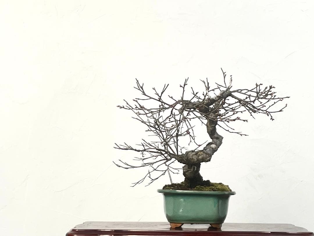 三河盆栽　甲州野梅　コウシュウ　ウメ　盆栽