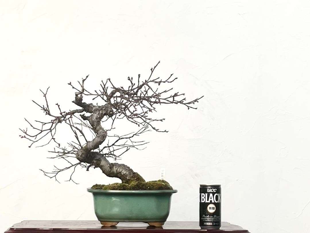 三河盆栽　甲州野梅　コウシュウ　ウメ　盆栽