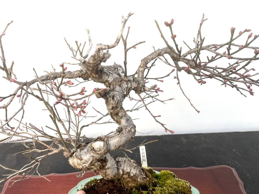 三河盆栽　甲州野梅　コウシュウ　ウメ　盆栽