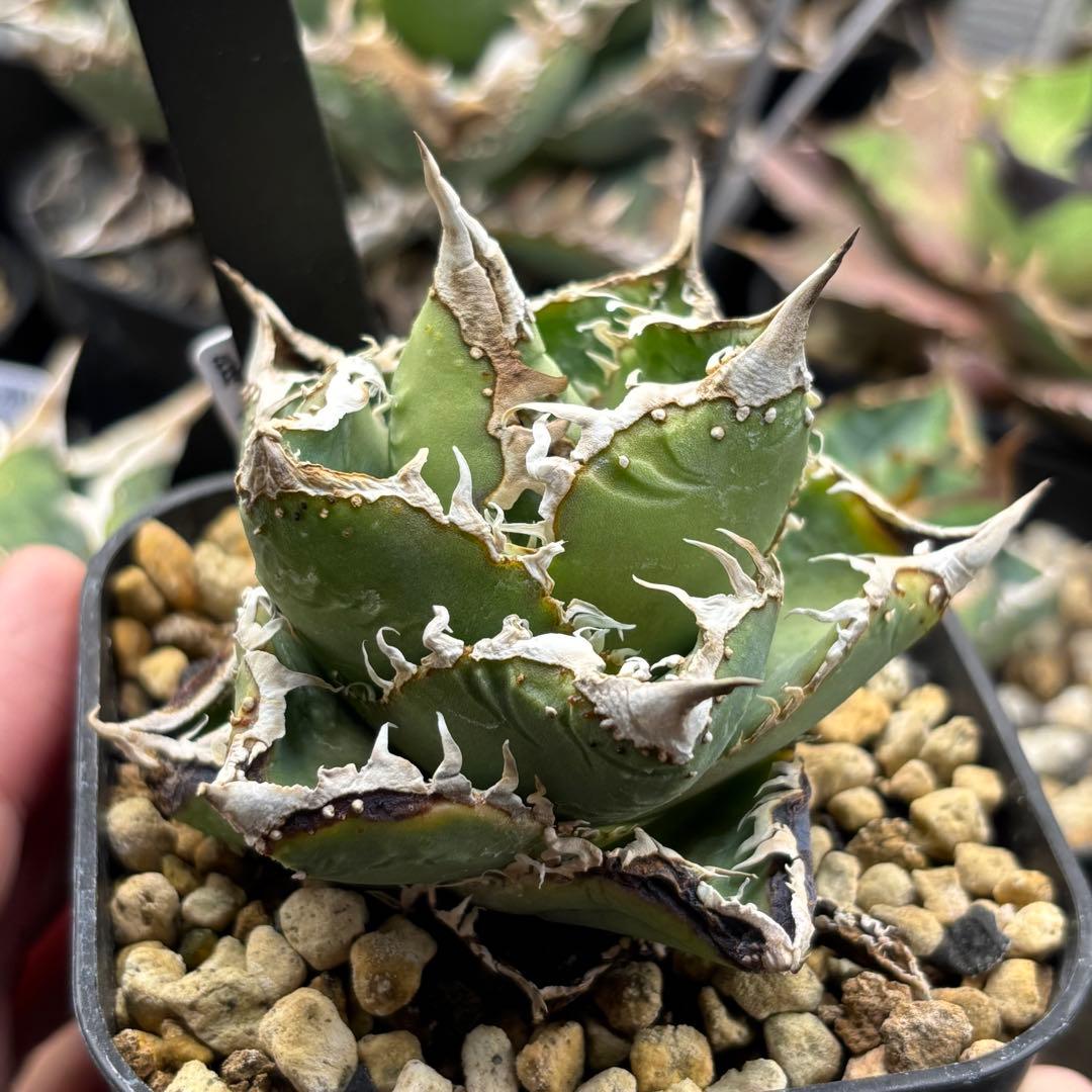 アガベ 星空 アガベぶつぶつ　子株