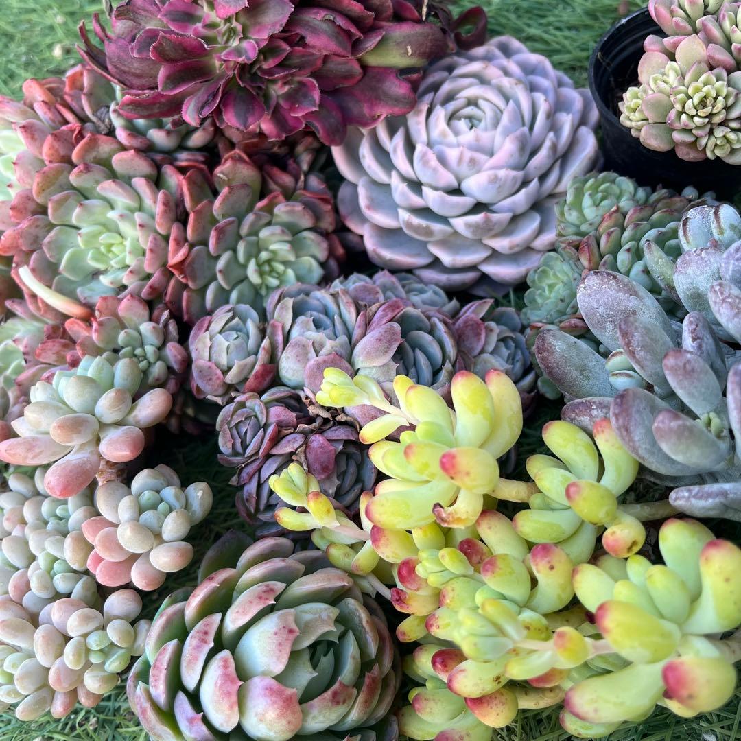 2026多肉福袋　豪華12苗