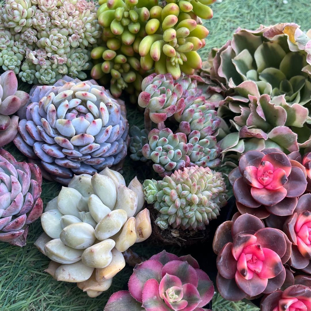 2026多肉福袋　豪華12苗