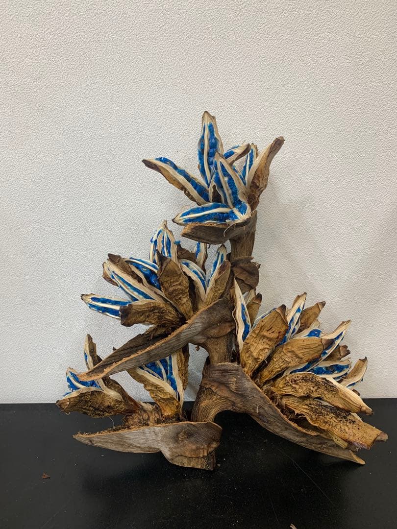 tora0888旅人の木A級品４節