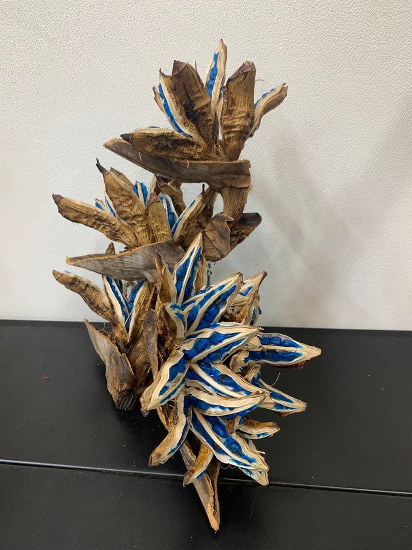 tora0888旅人の木A級品４節