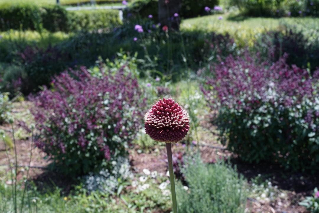 YASHICA ML 50mm 1.7　199