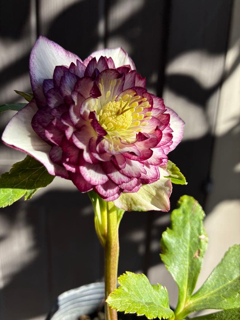 ♡認定♡アフロディーテ　極上整形花！！