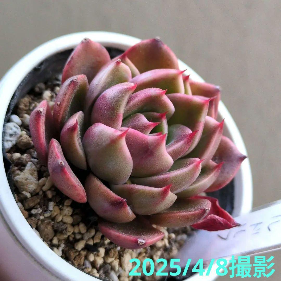 127. 多肉植物 ルドルフ 880円【抜き苗】