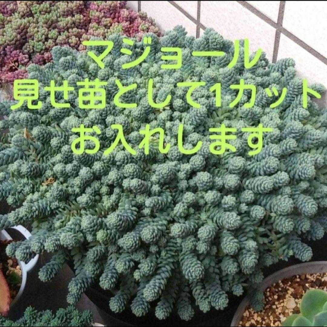 127. 多肉植物 ルドルフ 880円【抜き苗】