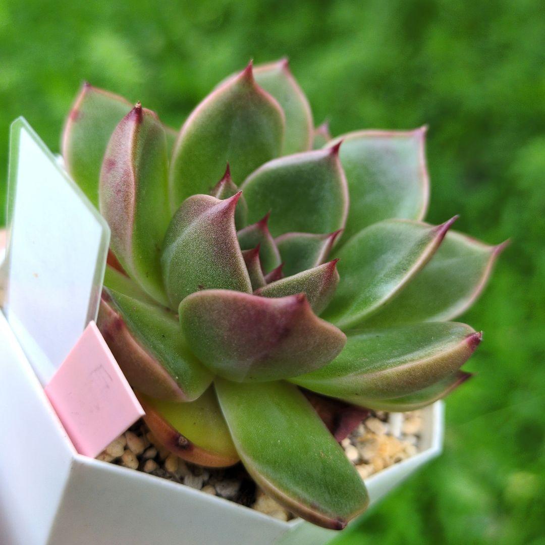 127. 多肉植物 ルドルフ 880円【抜き苗】