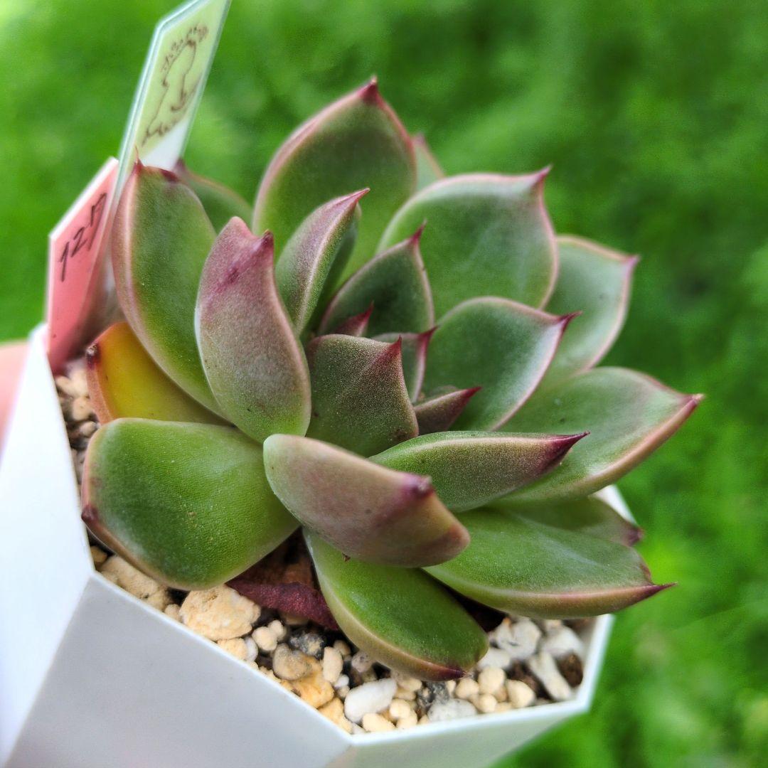 127. 多肉植物 ルドルフ 880円【抜き苗】