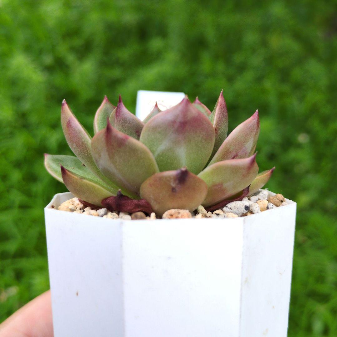 127. 多肉植物 ルドルフ 880円【抜き苗】