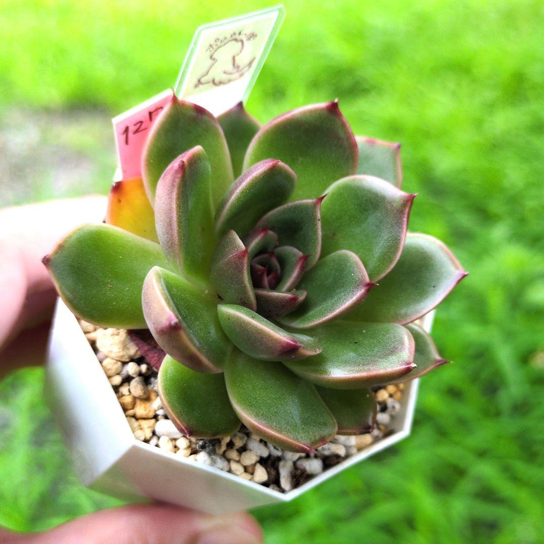 127. 多肉植物 ルドルフ 880円【抜き苗】