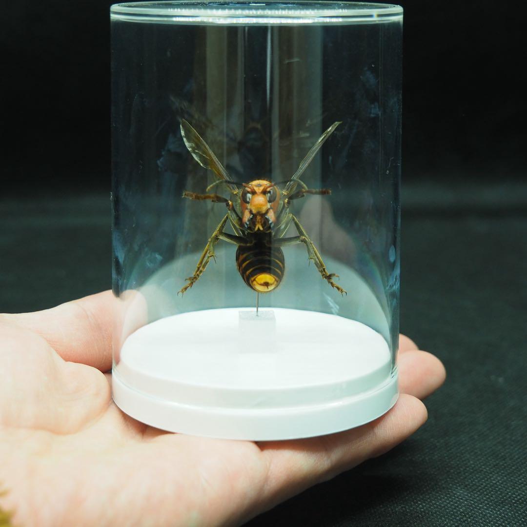 オオスズメバチ　女王蜂　立体標本2501