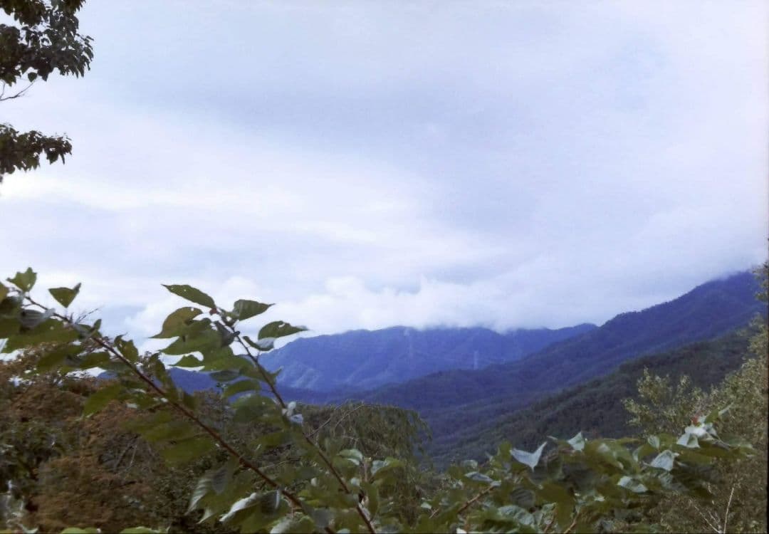 OLYMPUS PEN-D（作例あり）