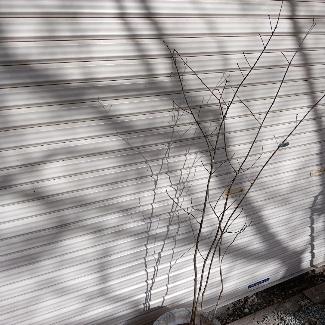 アオダモ　4本立ち　山採り