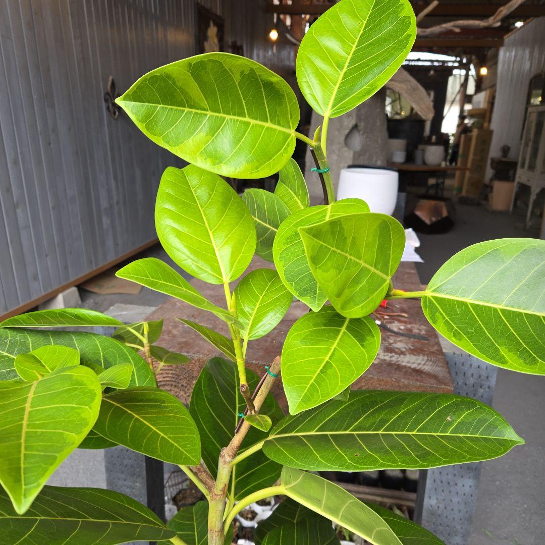 ③　フィカス　アルテシマ　8号　曲がり仕立て　特大苗木最高等級極上品‼️