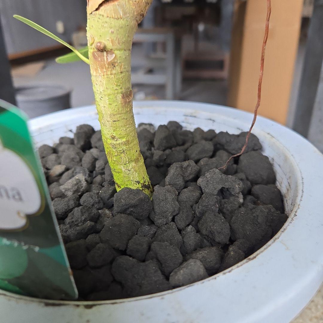 ③　フィカス　アルテシマ　8号　曲がり仕立て　特大苗木最高等級極上品‼️