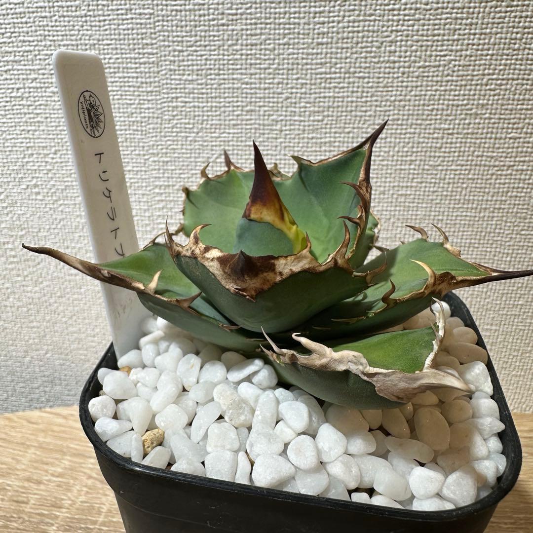 アガベ　白犀牛　トリケラトプス