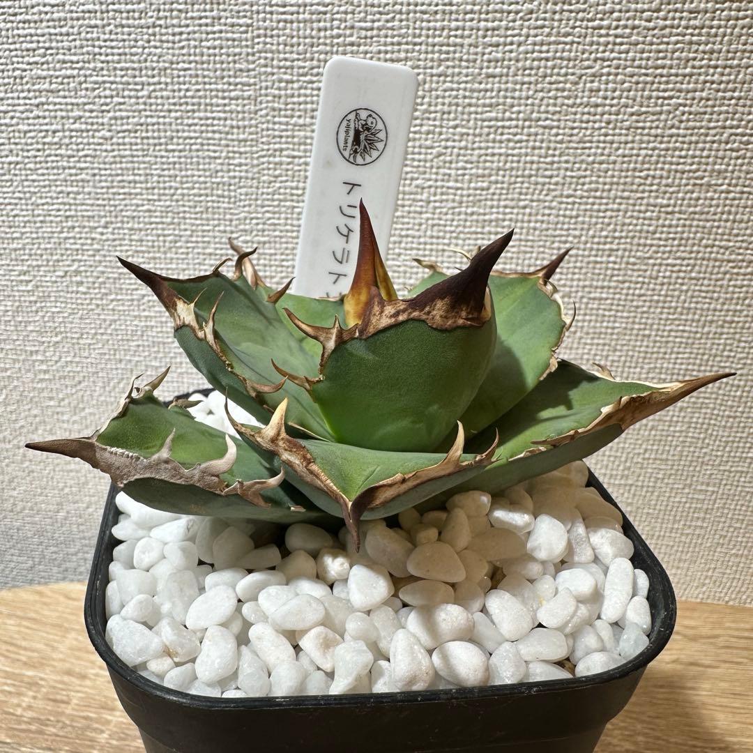 アガベ　白犀牛　トリケラトプス