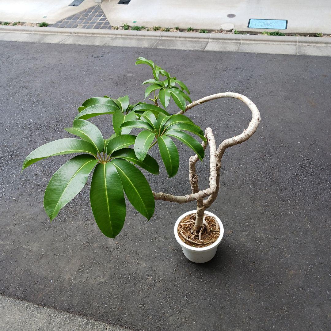 引取限定★ツピタンサス　8号　個性的　観葉植物