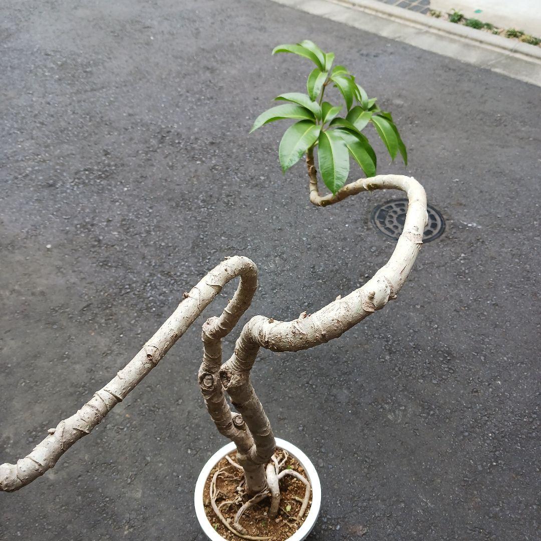 引取限定★ツピタンサス　8号　個性的　観葉植物