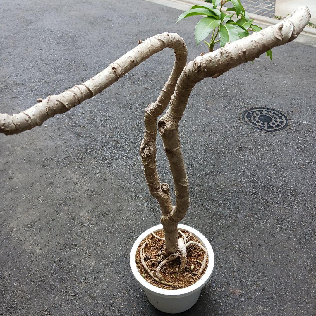 引取限定★ツピタンサス　8号　個性的　観葉植物