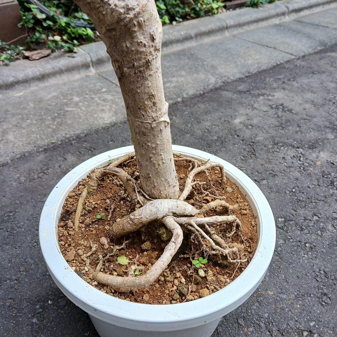 引取限定★ツピタンサス　8号　個性的　観葉植物