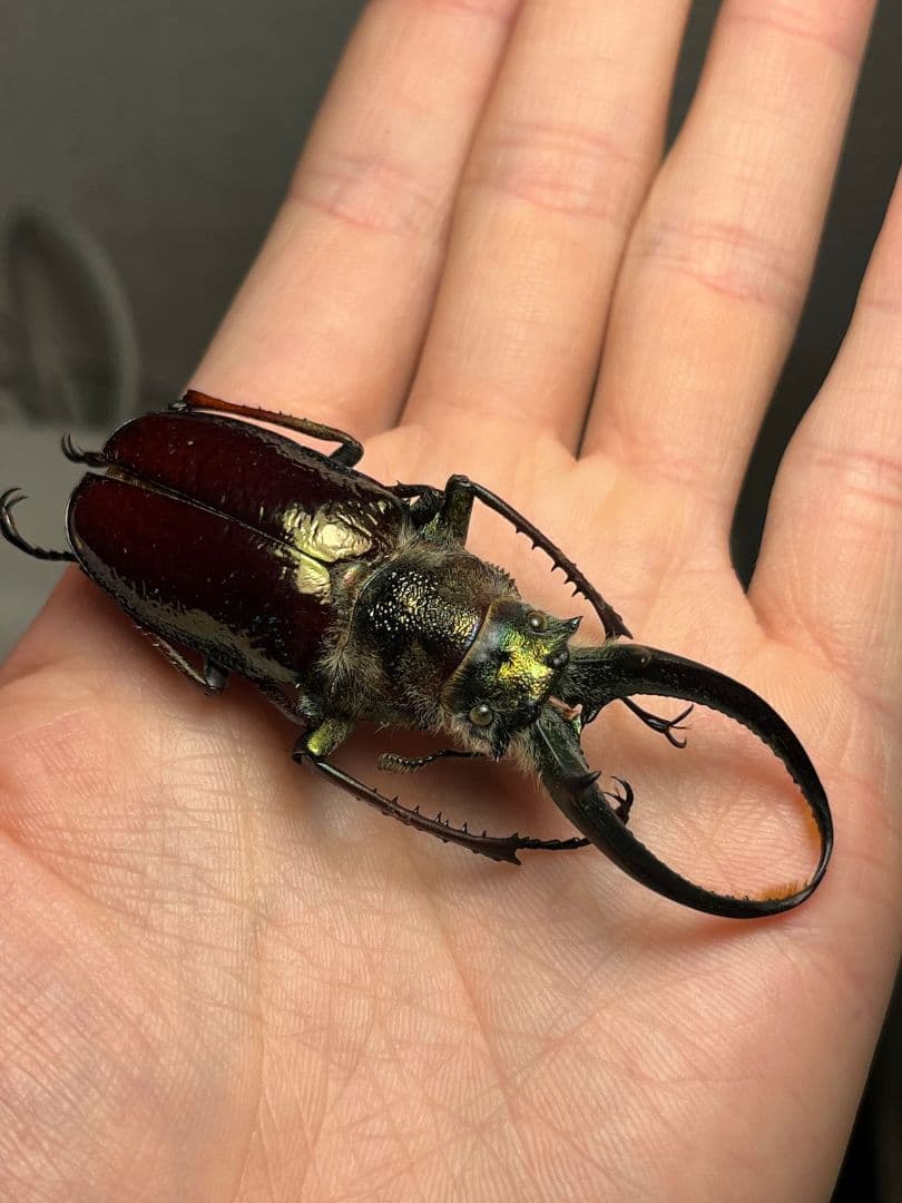 【顎GREEN】ギガンテウスシワバネクワガタ 昆虫標本 ニジイロクワガタ