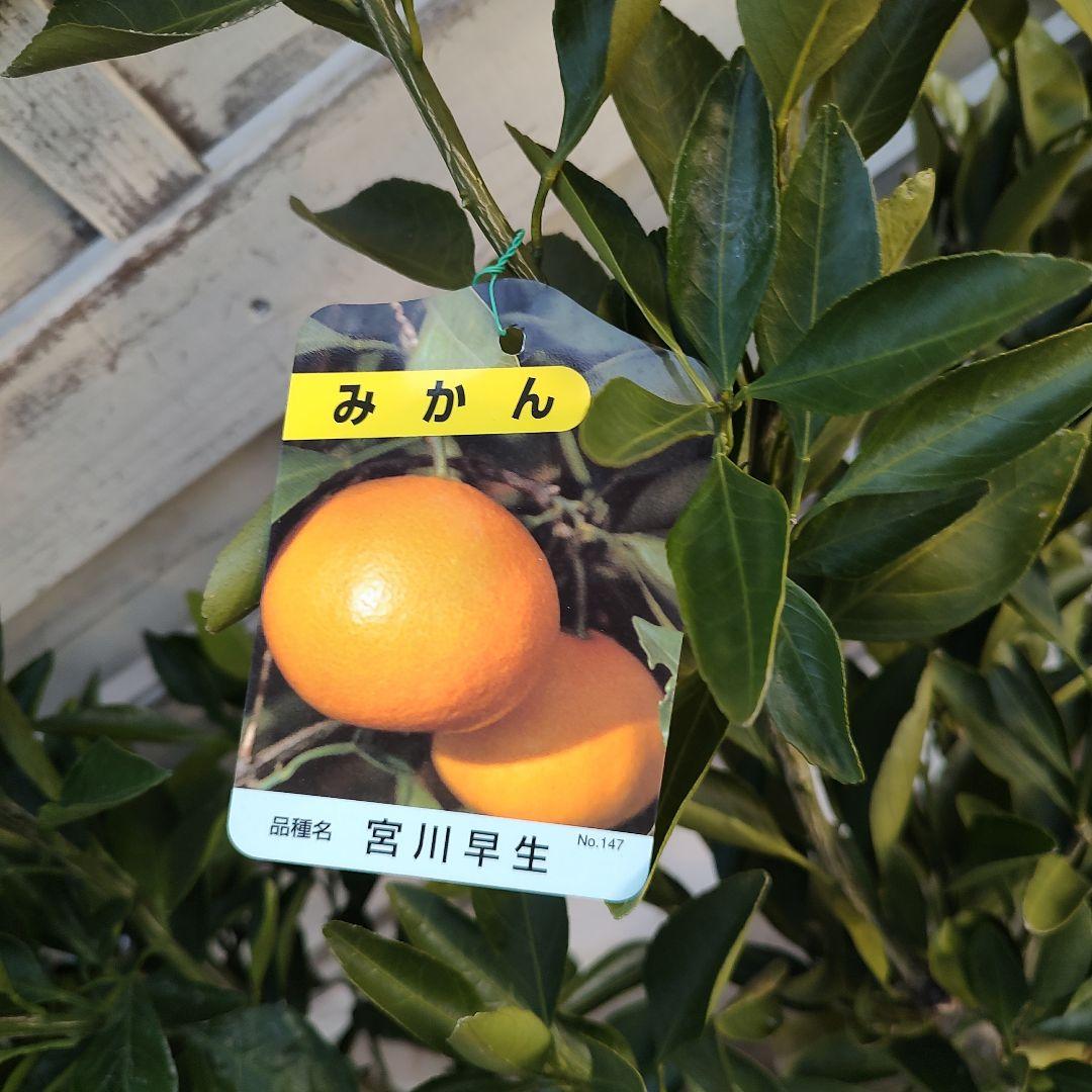 ドット