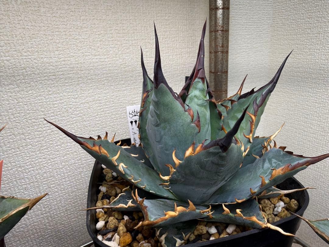 アガベ　ハイブリッド　BB×エボリスピナ　青葉　親株販売