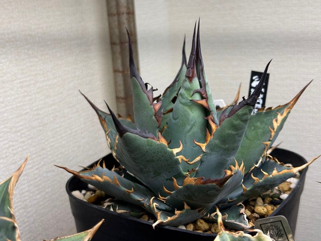 アガベ　ハイブリッド　BB×エボリスピナ　青葉　親株販売