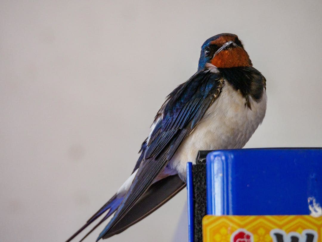 M.ZUIKO DIGITAL ED 75-300mm f4.8-6.7 Ⅱ