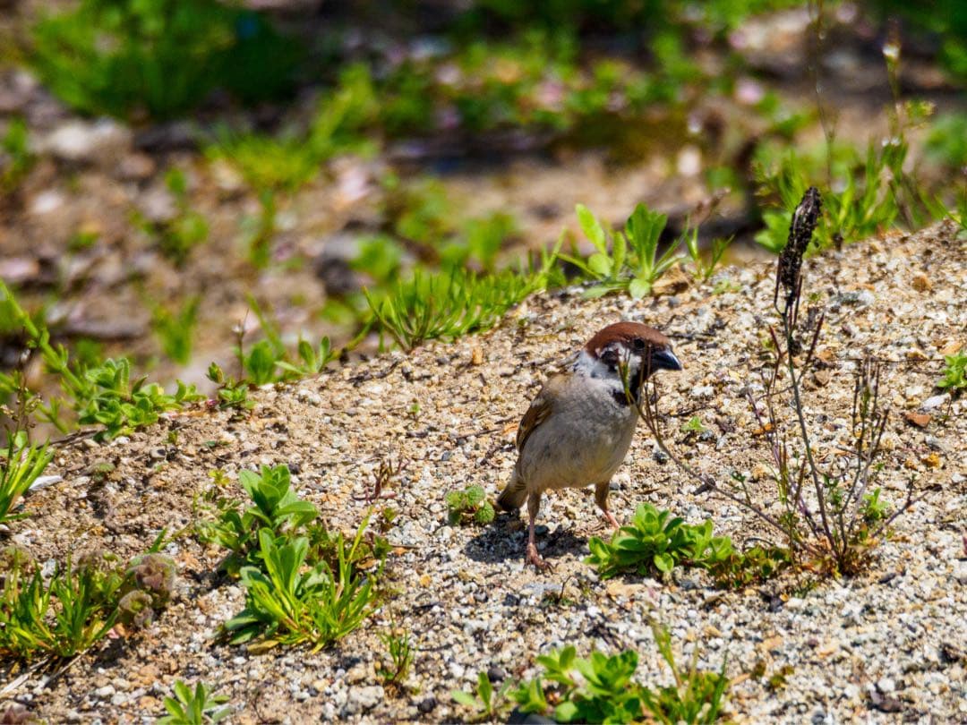 M.ZUIKO DIGITAL ED 75-300mm f4.8-6.7 Ⅱ