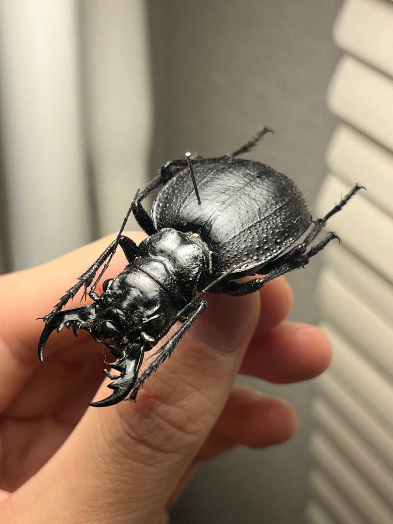 【52mm♀】オオエンマハンミョウ Manticora 昆虫標本