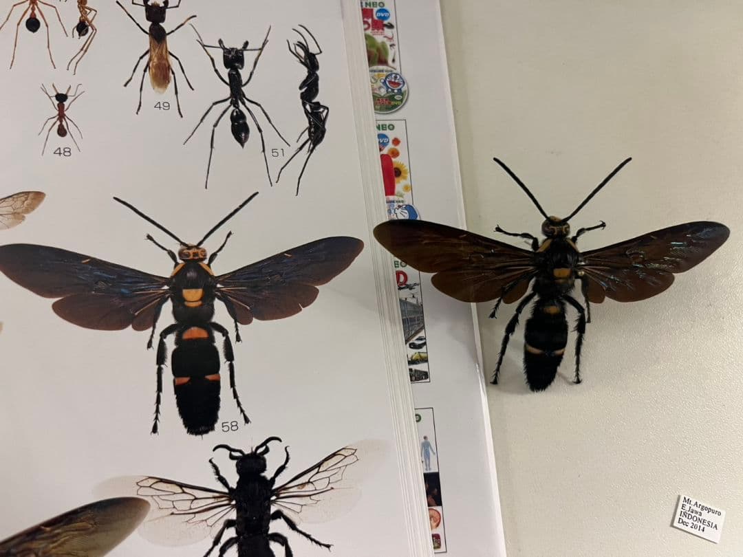 【雀蜂最大級】ツチバチ60mm Megascoliaハチトンボ