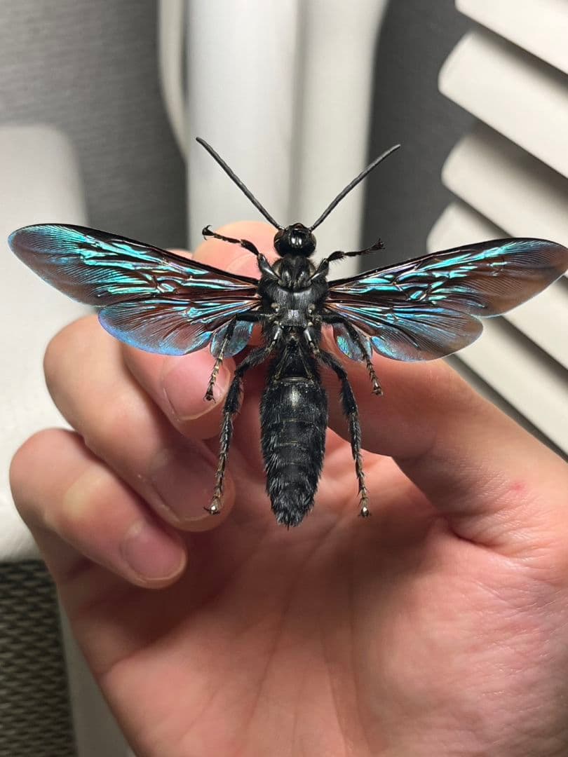 【雀蜂最大級】ツチバチ60mm Megascoliaハチトンボ