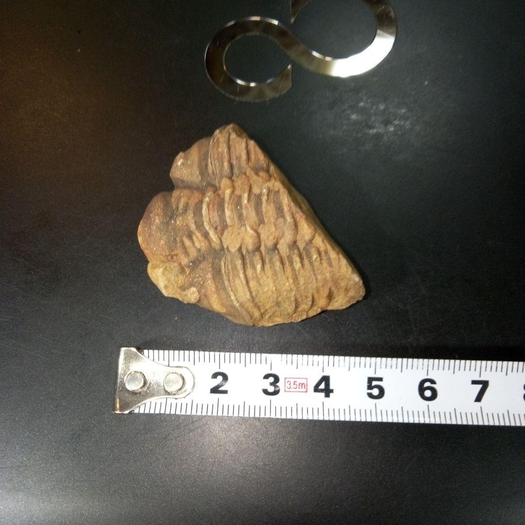 三葉虫　化石　fossil　ボリビア産　トライロバイト　Fossil番号③