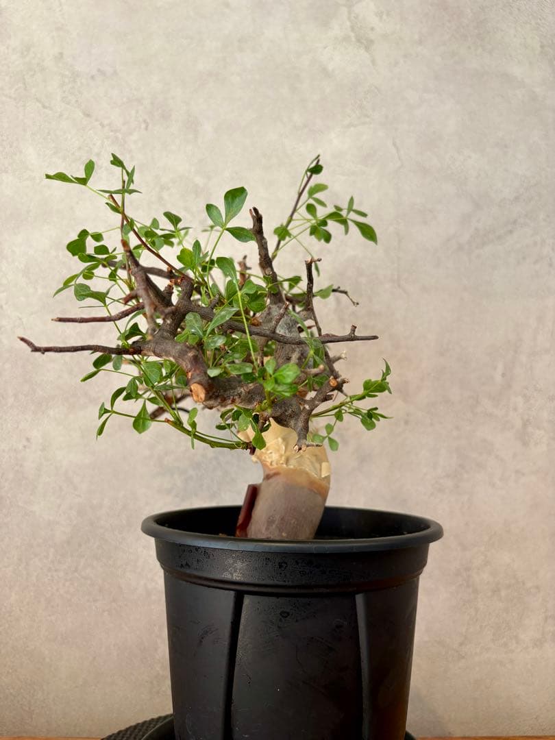 【盆栽美】コミフォラ・カタフ 鉢植え発送