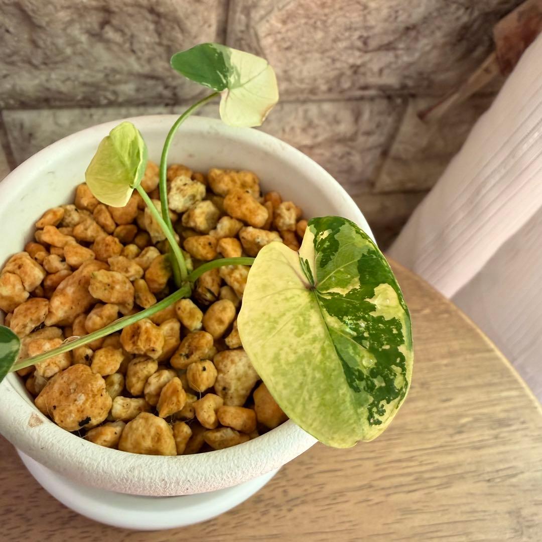 希少美斑コロカシア ファーストピンクcolocasia first pink