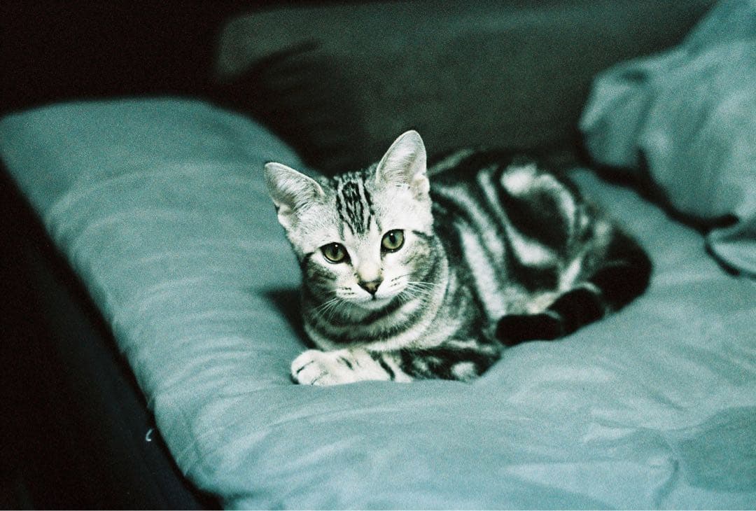 PENTAX LX 後期 レンズ付き