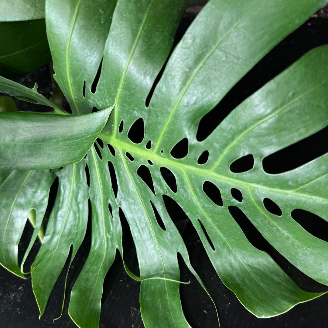 あ*さ様 モンステラデリシオーサマクロコズム超希少系統鉢植え71㎝