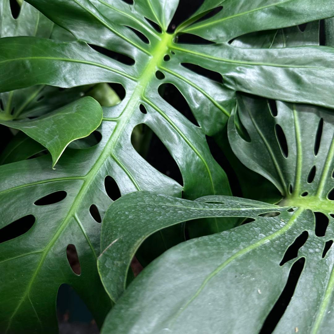 あ*さ様 モンステラデリシオーサマクロコズム超希少系統鉢植え71㎝