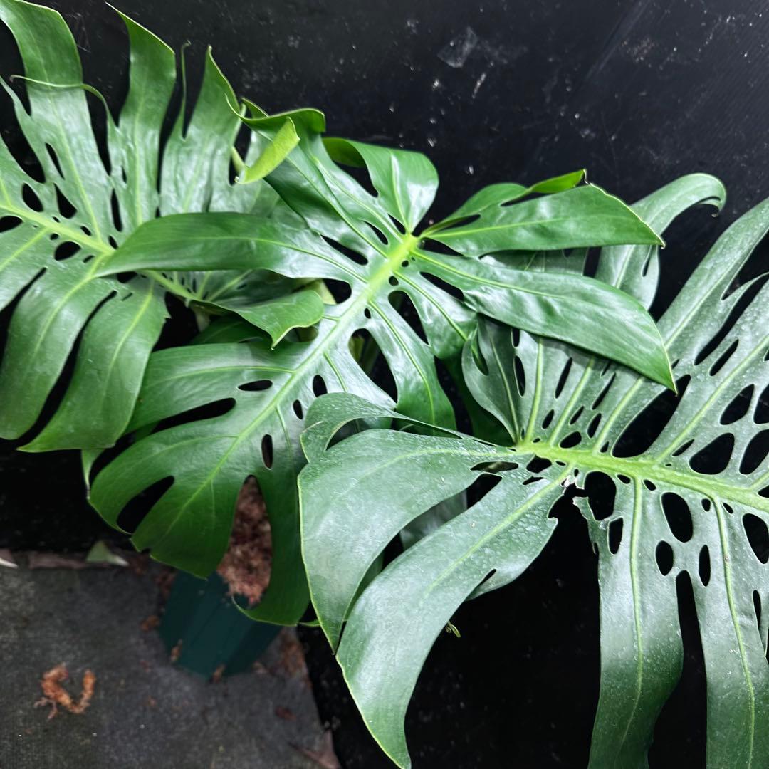 あ*さ様 モンステラデリシオーサマクロコズム超希少系統鉢植え71㎝