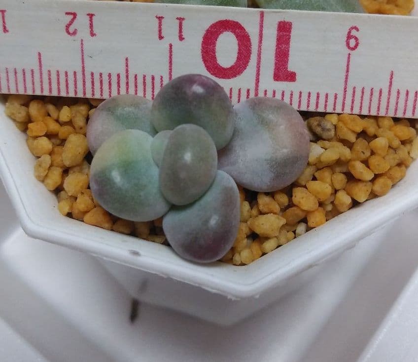 多肉植物　艶美人錦　微根　ネコポス発送