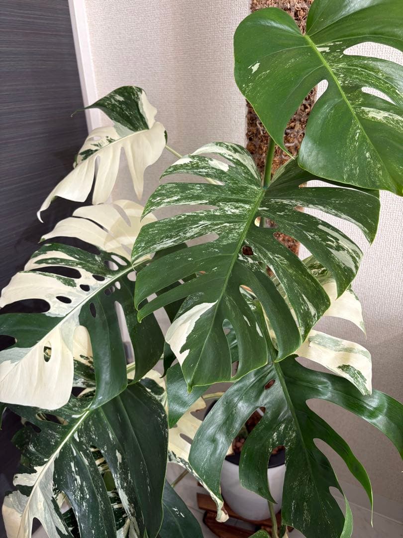 引き取り限定！大株　モンステラ　ボルシギアナ　ホワイトタイガー　斑入り