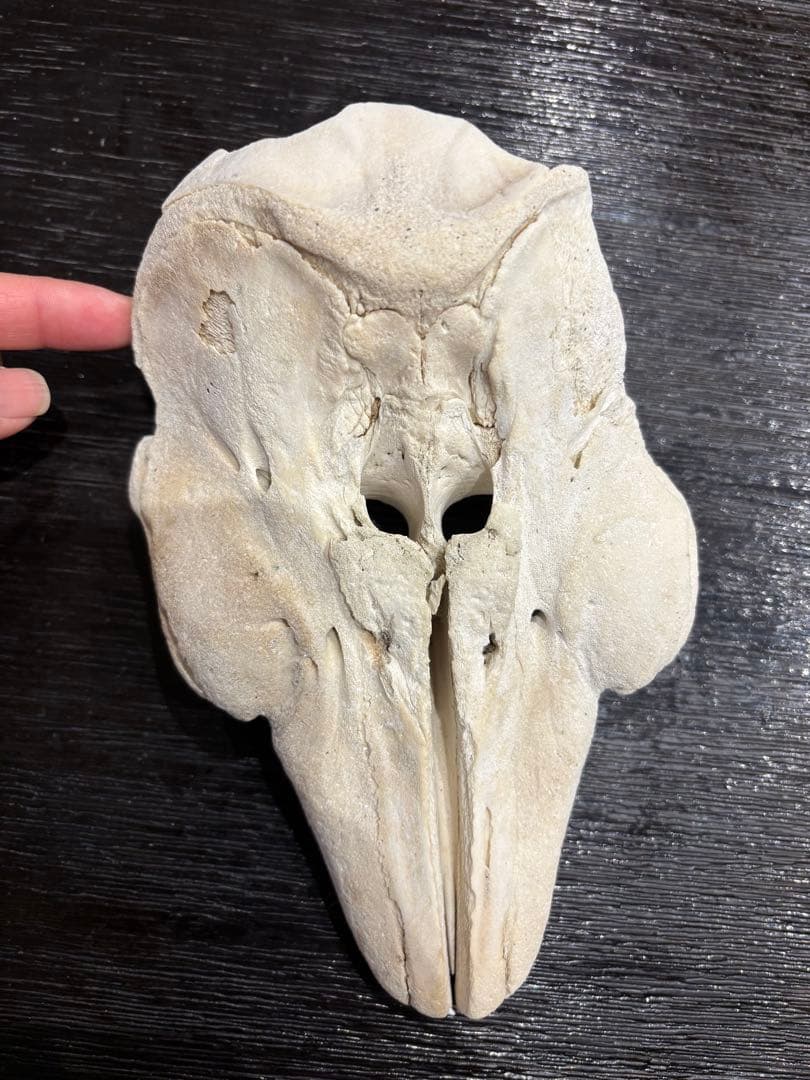 イルカ　クジラ　標本 約20cm 詳細な骨構造