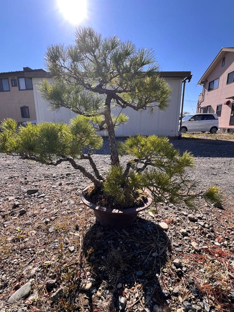 【年末セール】五葉松　盆栽　樹齢60年