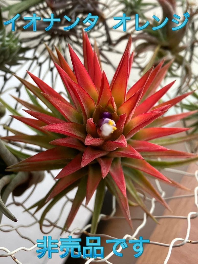 イオナンタ オレンジ　エアープランツ　チランジア