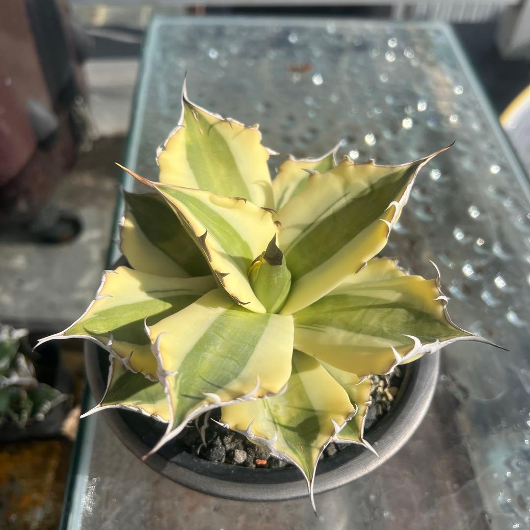 アガベ スナグルトゥース