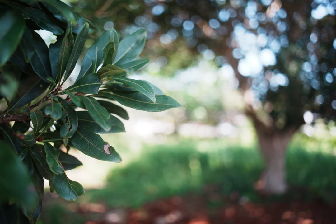 【美品】動作◎ ミノルタ MC W.ROKKOR 28mm F2.8 012